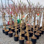 Broskyňa obyčajná (Prunus Persica) ´SWEET HEAVY´ - neskorá, výška 150-180 cm, obvod kmeňa 4/6 cm, kont. C10L 